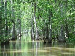 lake in tropical forest in louisiana
