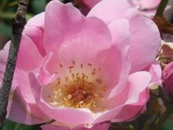rose bloom close-up