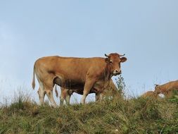 cow mountain sky nature cows