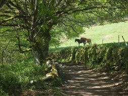 a horse in a pasture along a rural road