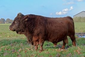 nature bull pasture