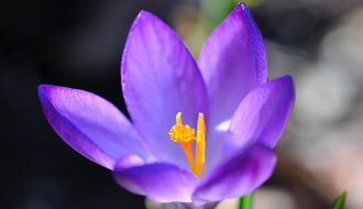 purole crocus blossom