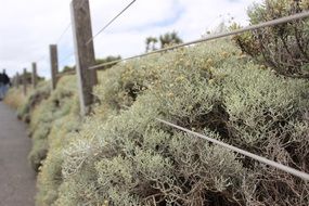 fence grass