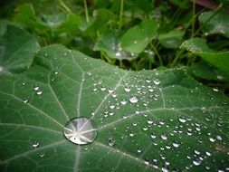 drops of rain on the green leaf