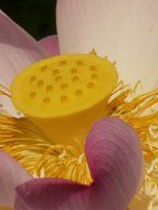 yellow pistil of a lotus flower close-up