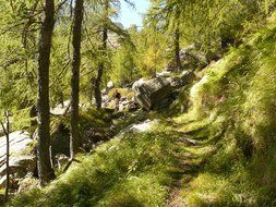 grassy hiking path