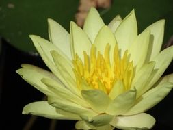 yellow lily in the pond closeup