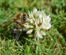 honey bee on a blooming white meadow flower