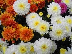colorful chrysanthemums background