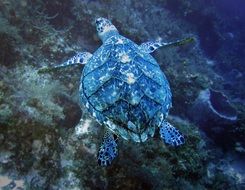 turtle swimming in the sea