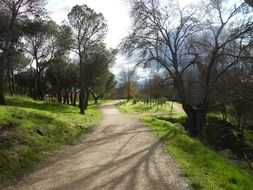 forest path in sunny spring day