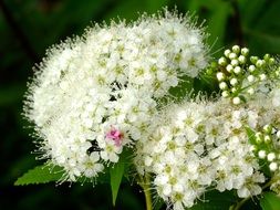 closeup picture of extraordinarily beautiful hydrangea flowers