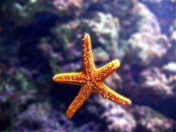 orange star in the sea