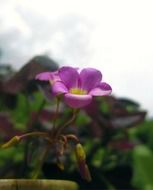 closeup picture of bright purple flower with buds on the blurred background