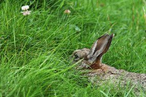 hare ears sticking out of the grass