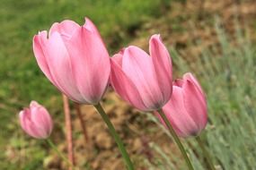 pink tulips in spring