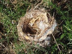 empty nest on the grass