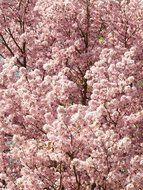pink flowering cherrys