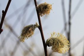 fluffy spring willow on a branch