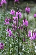 purple flowers in green thickets close-up