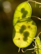 silver leaf in a sunny day