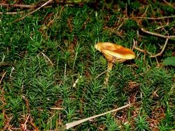 chanterelle mushroom in the forest