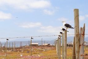 gaviota birds seagull