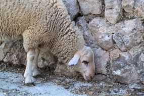 sheep near a stone wall