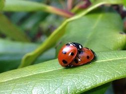 the insects thrive