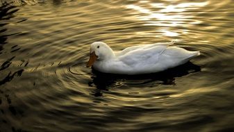 white duck on dark water