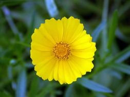 yellow annual flower