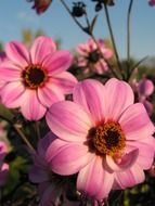 open pink dahlia flowers