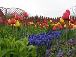 a variety of flowers in the garden