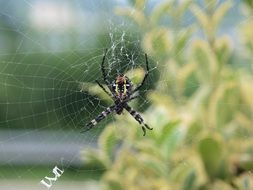 spider web outdoor close-up on a blurred background
