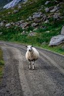 White sheep on country road