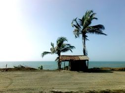 palm trees near the house on the beach