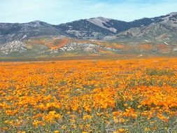 meadow of orange wildflowers