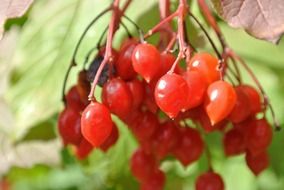 red viburnum berries at green leaves