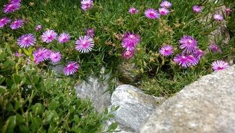 spring purple mountain flowers