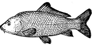 Illustration of carp fish