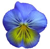 violet bud on white background