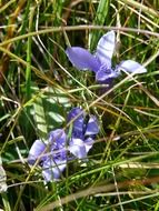gentian flowers in the grass