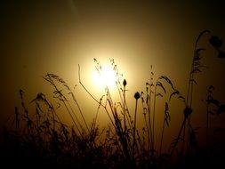 sunset silhouette