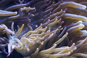 sea anemones in an aquarium