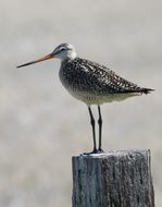 marble godwit stands on a wooden pillar