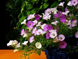 garden petunia flower