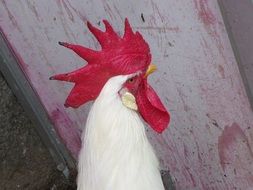 profile portrait of a white rooster