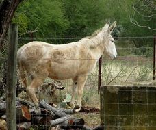 mule in a cage at the zoo