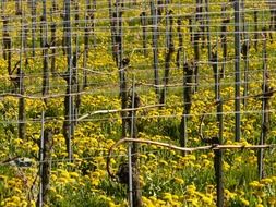 yellow dandelions in the vineyards