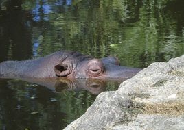 Hippo in water in England